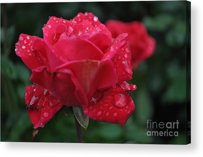  Rose Garden Acrylic Print featuring the photograph Rain Drops #3 by Nona Kumah