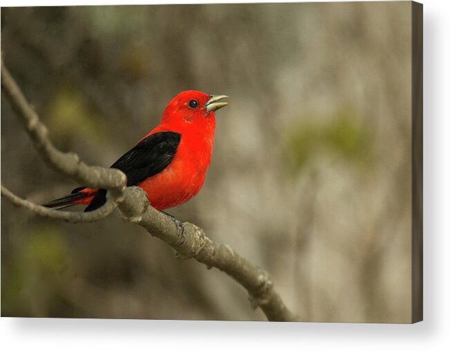 Bird Acrylic Print featuring the photograph Scarlet Tanager #3 by Alan Lenk