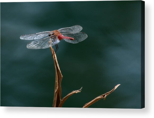 Flame Skimmer Dragonfly Acrylic Print featuring the photograph Serenity #3 by Fraida Gutovich