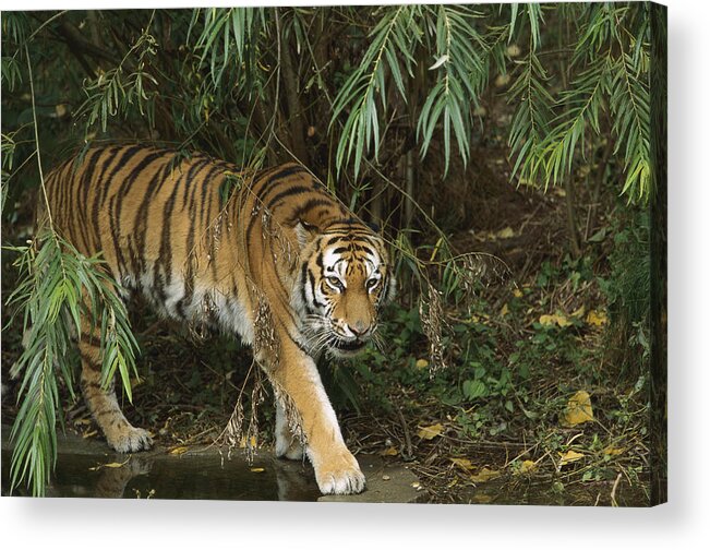 Mp Acrylic Print featuring the photograph Siberian Tiger Panthera Tigris Altaica #3 by Konrad Wothe