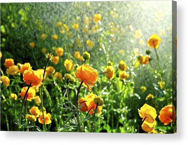 Spring Flowers In The Rain By Tamara Sushko Acrylic Print featuring the photograph Spring Flowers In The Rain #4 by Tamara Sushko