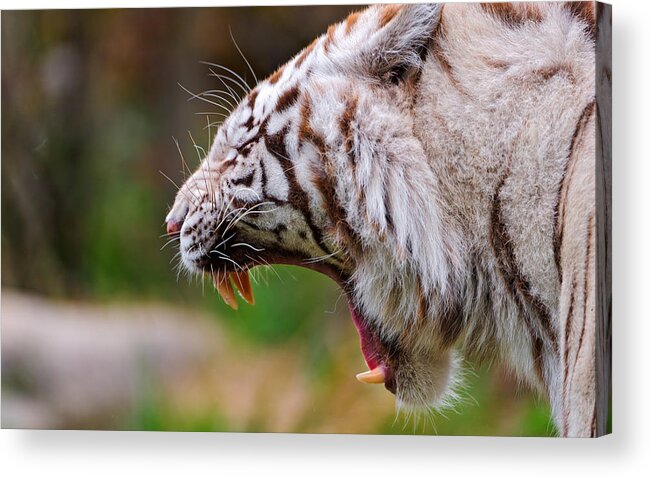 White Tiger Acrylic Print featuring the photograph White Tiger #3 by Jackie Russo