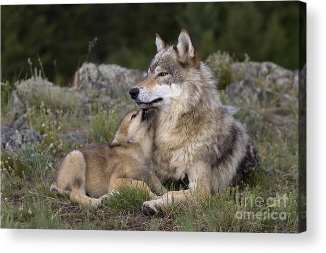 Gray Wolf Acrylic Print featuring the photograph Wolf Cub Begging For Food #3 by Jean-Louis Klein & Marie-Luce Hubert