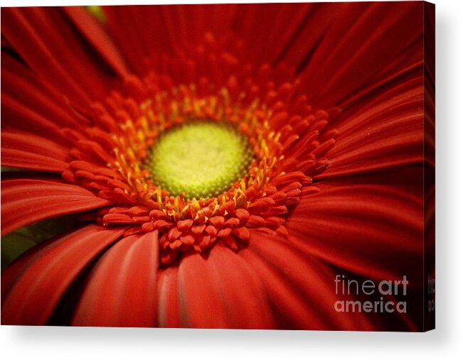 Gerber Daisy Acrylic Print featuring the photograph Flowers #35 by Deena Withycombe