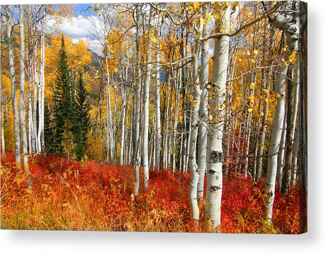 Autumn Acrylic Print featuring the photograph Rocky Mountain Fall by Mark Smith