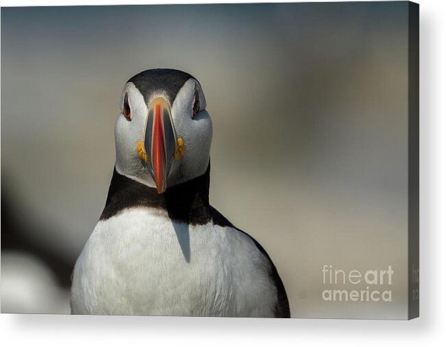 Atlantic Puffin Acrylic Print featuring the photograph Atlantic Puffin #5 by Craig Shaknis