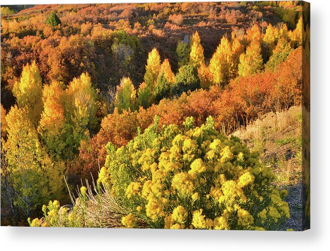 Colorado Acrylic Print featuring the photograph Dallas Divide #6 by Ray Mathis