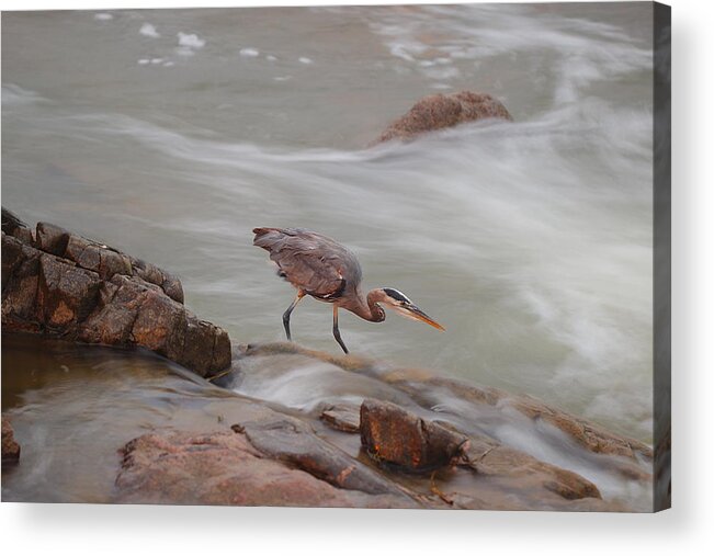 James Smullins Acrylic Print featuring the photograph Great blue heron #5 by James Smullins
