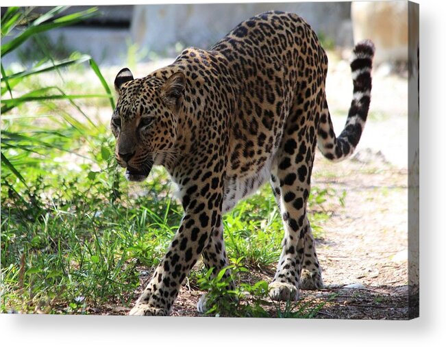 Leopard Acrylic Print featuring the photograph Naples FL #4 by Donn Ingemie