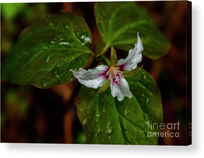 Painted Trillium Acrylic Print featuring the photograph Painted Trillium #5 by Thomas R Fletcher