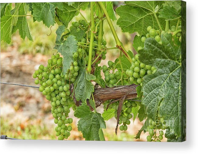 Agriculture Acrylic Print featuring the photograph White grapes hanging in a vineyard by Patricia Hofmeester