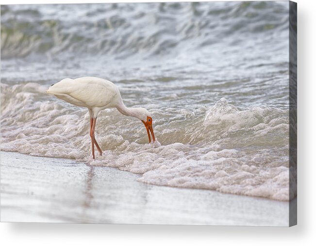 Naples Acrylic Print featuring the photograph White Ibis #4 by Peter Lakomy