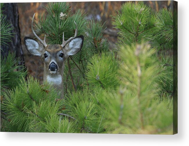 White Tail Deer Acrylic Print featuring the photograph White Tailed Deer Calverton New York #4 by Bob Savage