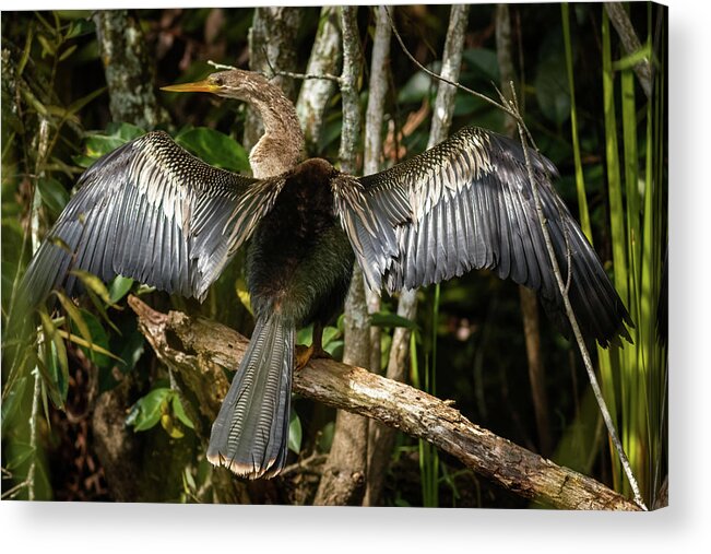 Bird Acrylic Print featuring the photograph Anhinga Shark Valley Everglades Florida by Adam Rainoff