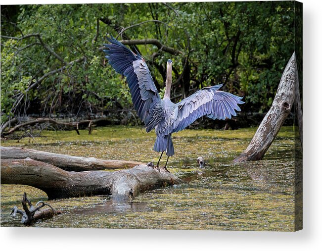 Animal Acrylic Print featuring the photograph Blue Heron #5 by Peter Lakomy