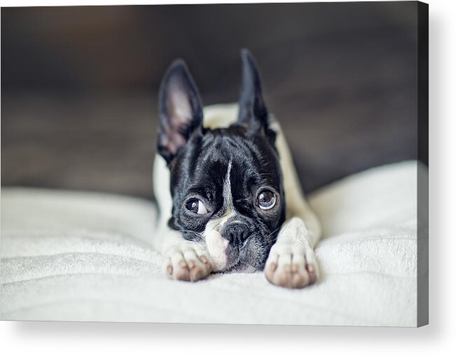 Cute Acrylic Print featuring the photograph Boston Terrier Puppy #5 by Nailia Schwarz
