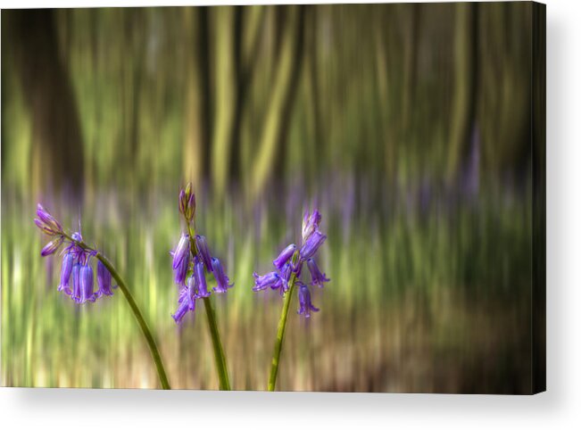 Bluebells Acrylic Print featuring the photograph Chalet Bluebell Woods #5 by David French