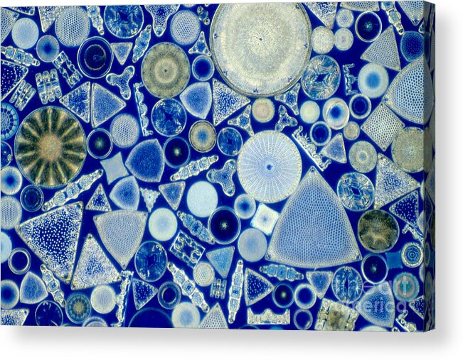 Diatom Acrylic Print featuring the photograph Diatoms by M. I. Walker