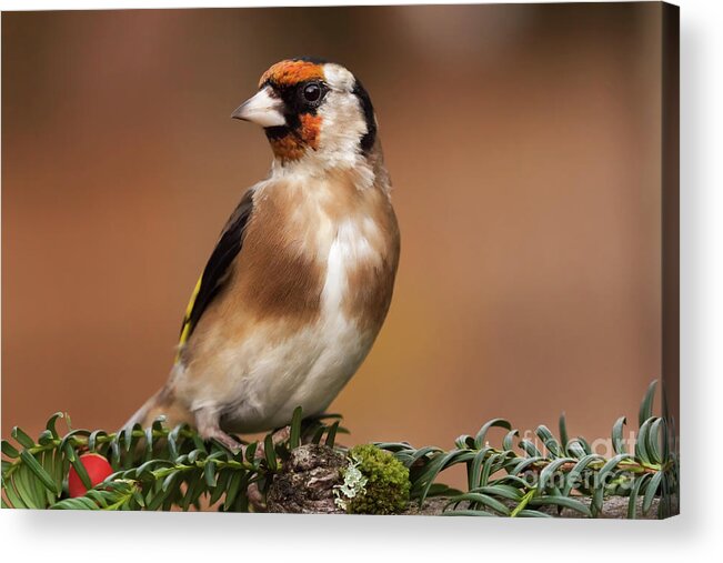 Goldfinch Acrylic Print featuring the photograph European goldfinch bird close up  #1 by Simon Bratt