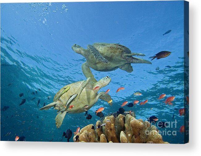 Animal Art Acrylic Print featuring the photograph Green Sea Turtle #5 by Dave Fleetham - Printscapes