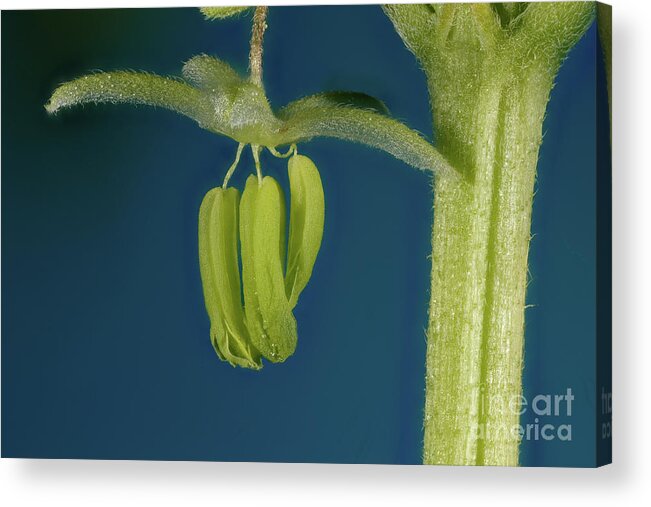 Alternative Medicine Acrylic Print featuring the photograph Male Flower of Cannabis Plant #5 by Ted Kinsman