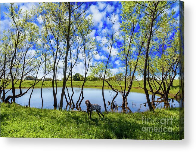 Austin Acrylic Print featuring the photograph Texas Hill Country by Raul Rodriguez