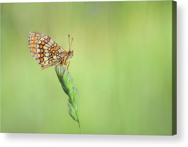 Fauna Acrylic Print featuring the photograph The beauty of butterflies #1 by Natura Argazkitan