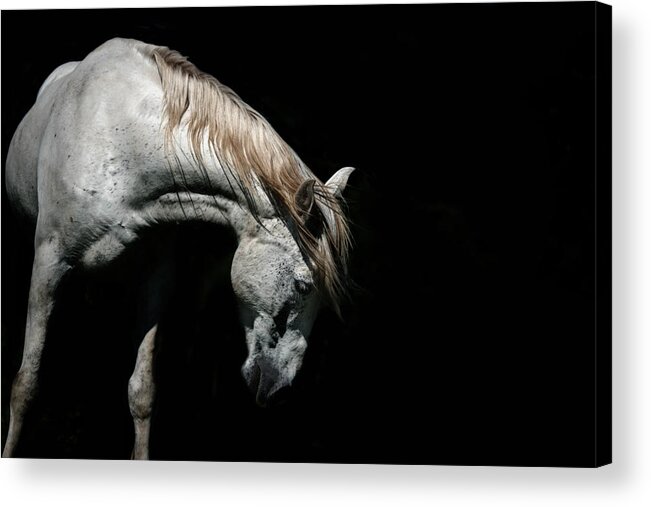 Horse Acrylic Print featuring the photograph Untitled #5 by Ryan Courson