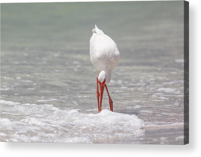 Naples Acrylic Print featuring the photograph White Ibis #5 by Peter Lakomy
