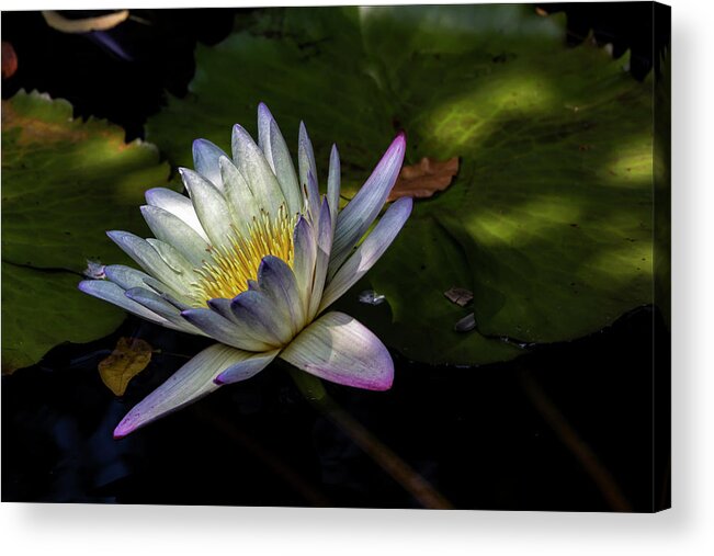 Water Lily Acrylic Print featuring the photograph Water Lily #50 by Robert Ullmann