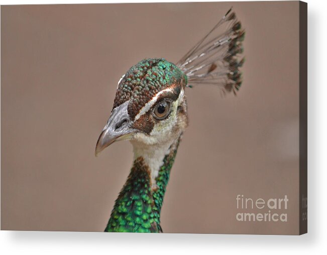 Peahen Acrylic Print featuring the photograph 59- Peahen by Joseph Keane