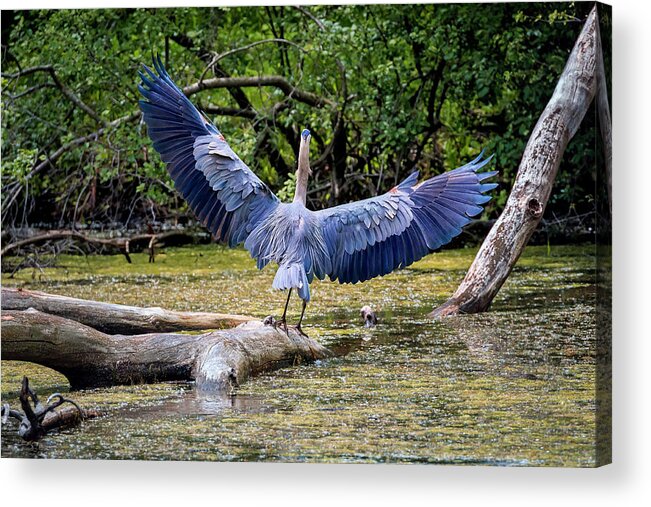 Animal Acrylic Print featuring the photograph Blue Heron by Peter Lakomy