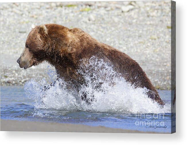 Brown Bear Acrylic Print featuring the photograph Brown Bear #6 by Steve Javorsky