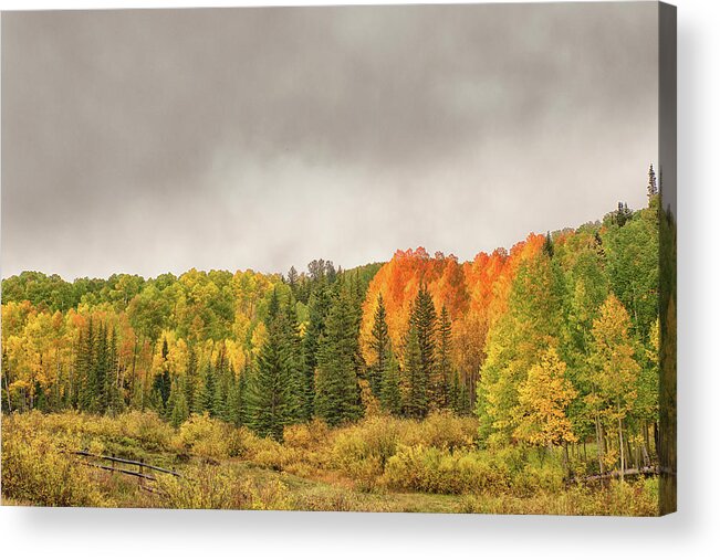 Aspen Trees Acrylic Print featuring the photograph Colorado Fall Foliage 1 by Victor Culpepper