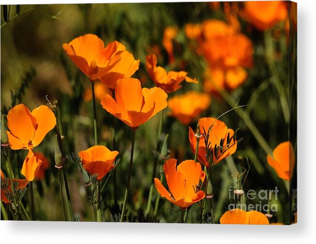 Poppies Acrylic Print featuring the photograph Poppies #6 by Marc Bittan