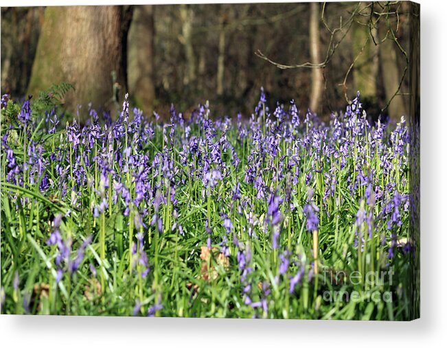 Bluebells At Banstead Wood Surrey Uk Acrylic Print featuring the photograph Bluebells at Banstead Wood Surrey UK #7 by Julia Gavin