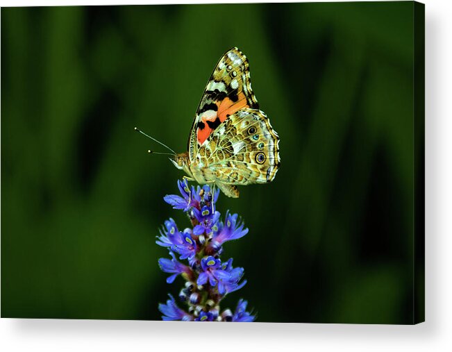 Jay Stockhaus Acrylic Print featuring the photograph Butterfly #7 by Jay Stockhaus