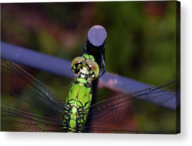 Photograph Acrylic Print featuring the photograph Dragonfly #7 by Larah McElroy