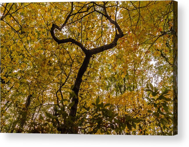 Park Acrylic Print featuring the photograph Fall foliage #7 by SAURAVphoto Online Store