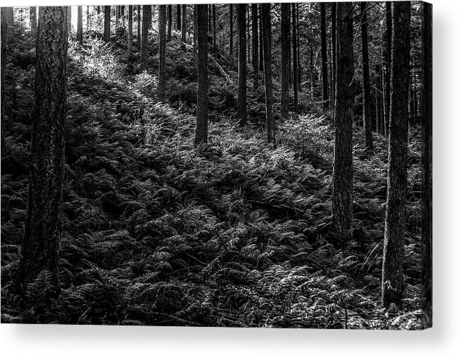 Forest Acrylic Print featuring the photograph Forest #7 by Elmer Jensen