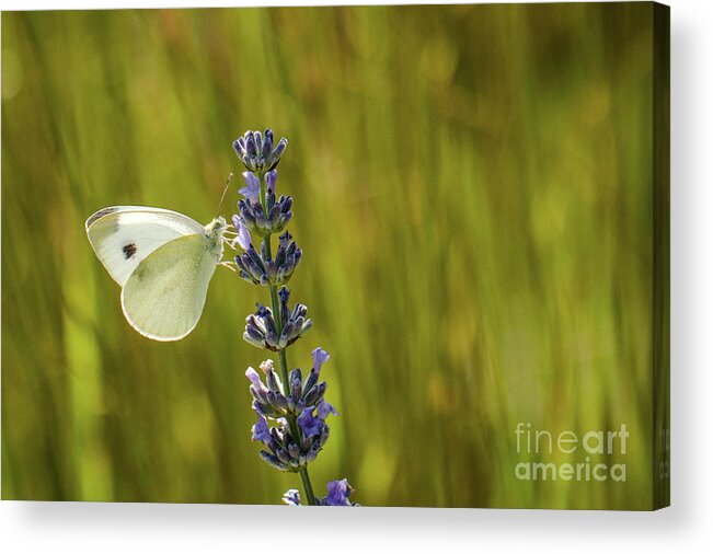 Animal Acrylic Print featuring the photograph Pieris brassicae, the large white, also called cabbage butterfly by Amanda Mohler