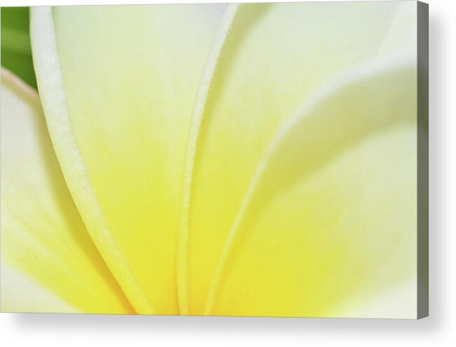 Photograph Acrylic Print featuring the photograph Plumaria #7 by Larah McElroy