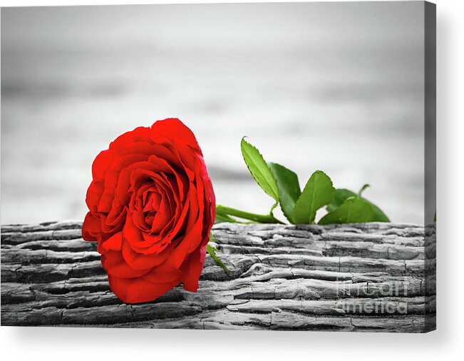 Rose petal on white background Photograph by Michal Bednarek - Fine Art  America