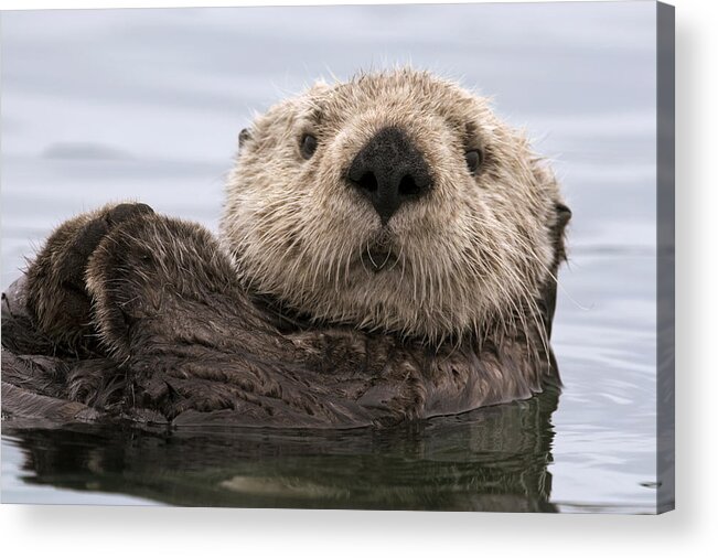 00429873 Acrylic Print featuring the photograph Sea Otter Elkhorn Slough Monterey Bay #7 by Sebastian Kennerknecht