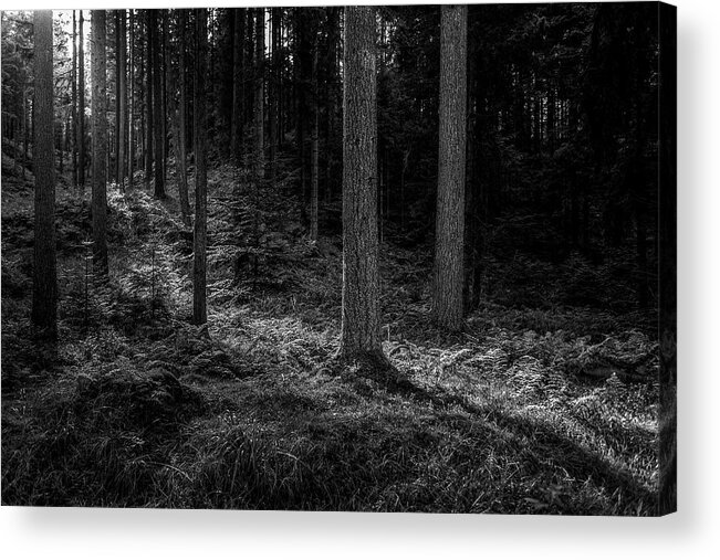 Forest Acrylic Print featuring the photograph Forest #8 by Elmer Jensen
