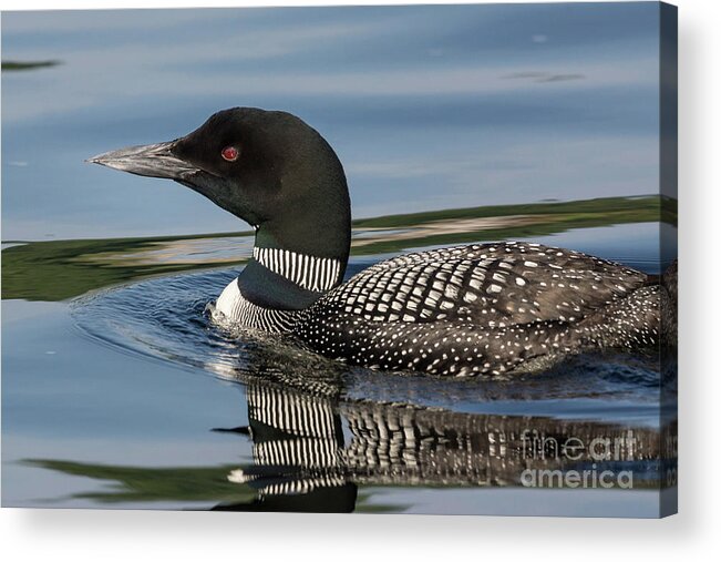 2015 Acrylic Print featuring the photograph Northern Loon #9 by Craig Shaknis