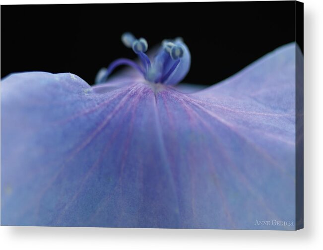 Flower Acrylic Print featuring the photograph Hydrangea Petal by Anne Geddes