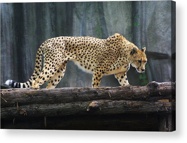 Zoo Acrylic Print featuring the photograph Zoo Scapes #8 by Jean Wolfrum