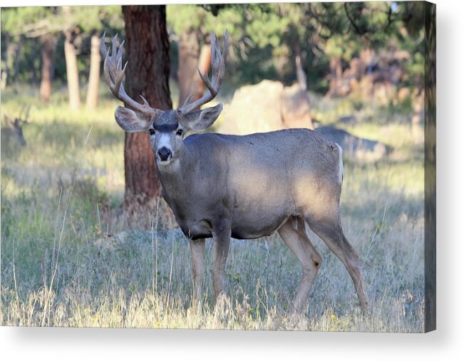 Mule Deer Acrylic Print featuring the photograph 8x8 Mule Deer by Shane Bechler