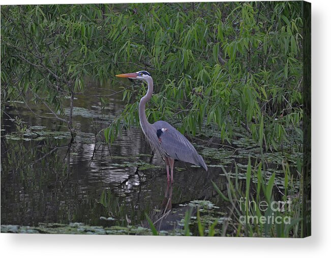Great Blue Heron Acrylic Print featuring the photograph 9- Great Blue Heron by Joseph Keane